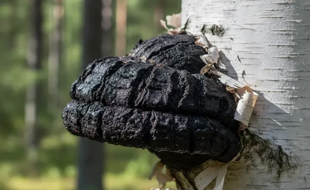 Chaga Mushroom for Immunity Benefits and How It Works
