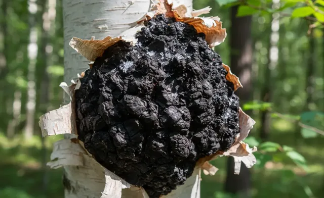 Learn Chaga Mushroom Growing: A Complete Guide