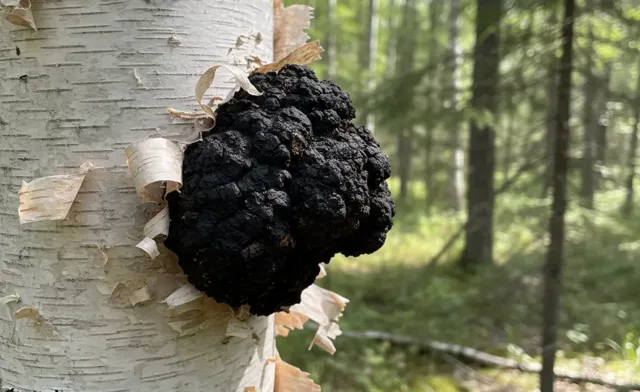 Discovering Chaga Mushroom on Birch Tree: Informative Guide