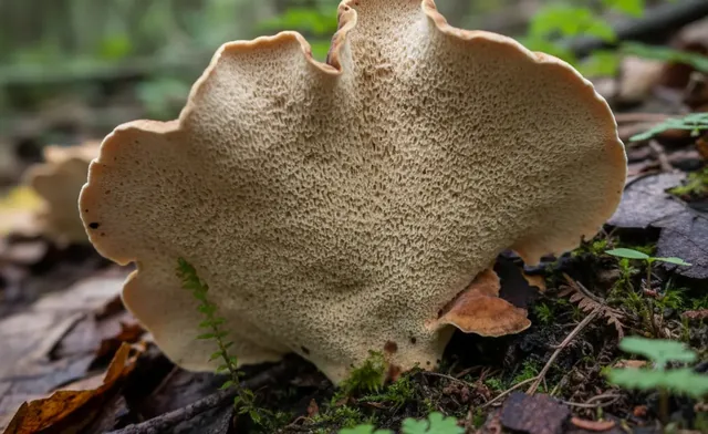 Clarifying Turkey Tail Mushroom Gills: Key Identification Features