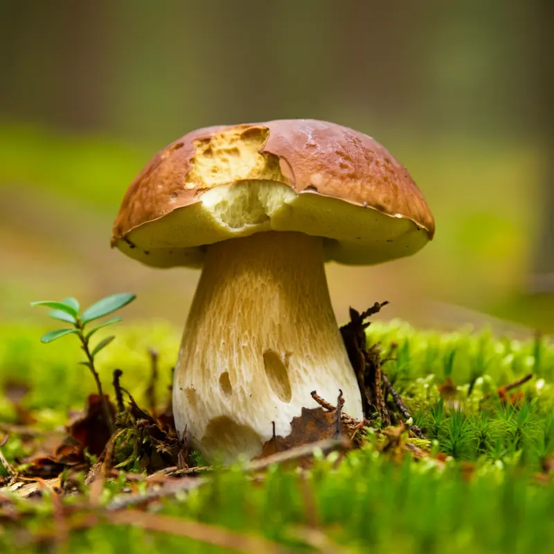 A professional photo of a porcini mushroom in an autumn forest.