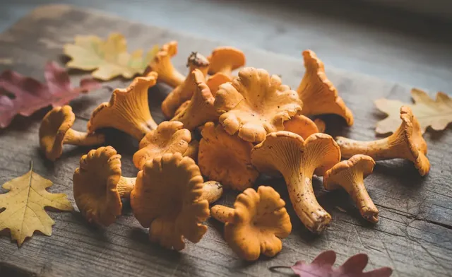 The Complete Guide to Chanterelles in Malaysia