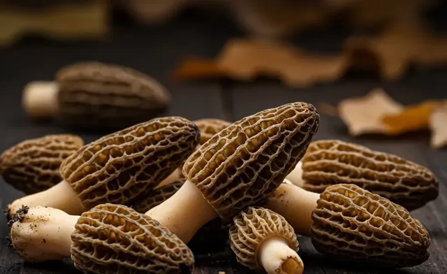 Morels Mushrooms: Understanding the Fatal Risks - OxiVena Health