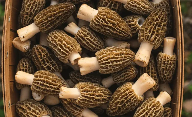 Morel Mushroom Expensive: Exploring the Factors & Prices