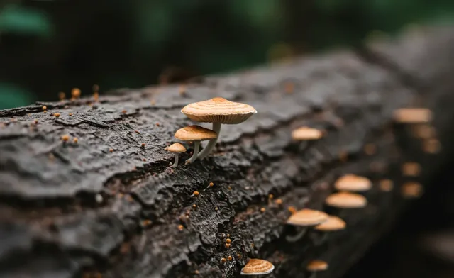 A Practical Guide to Morel Mushroom Logs