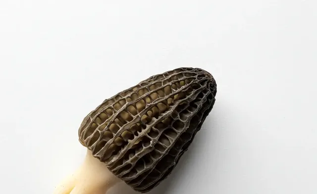 morel mushroom outline | Drawings, Tattoos & Printables