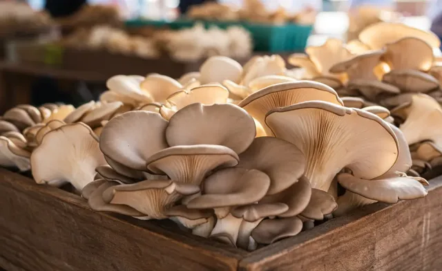 Wholesale oyster mushroom price: Guide & current rates