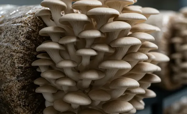 Oyster Mushroom Yield: Understanding & Maximizing Harvests