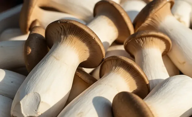 where to buy king oyster mushroom: Shop Local & Online