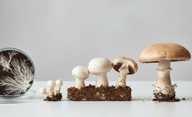 The button mushroom life cycle Explained Step-by-Step