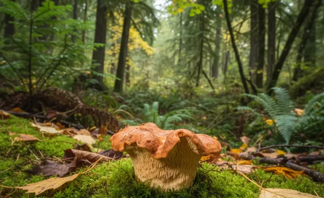 Find & ID the hedgehog mushroom oregon | Forager's Guide