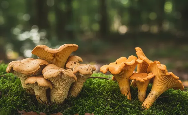 Hedgehog vs. Chanterelle: A Comparative Field Guide