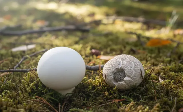 Distinguishing Puffballs From Their Poisonous Look-Alikes