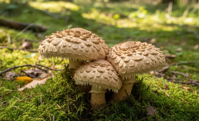 Shingled Hedgehog Mushroom: Edibility and Culinary Uses