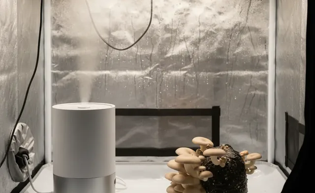 Mushroom cultivation humidifier: A Complete Buyer's Guide